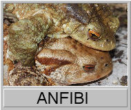 Anfibi