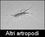 Altri antropodi