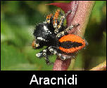 Aracnidi