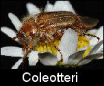 Coleotteri