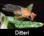 Ditteri