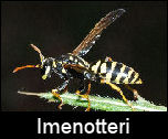 Imenotteri