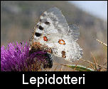 Lepidotteri