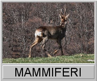 Mammiferi