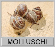 Molluschi