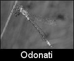 Odonati