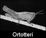 Ortotteri