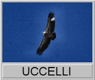 Uccelli