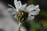 Achillea barrelieri barrelieri 03