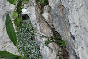 Achillea barrelieri mucronulata 01