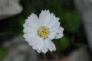 Achillea barrelieri mucronulata 02