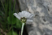 Achillea barrelieri mucronulata 03