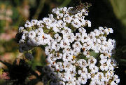 Achillea millefolium 03