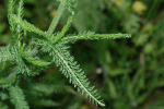 Achillea millefolium 04