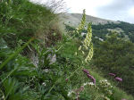 Aconitum lycoctonum 01