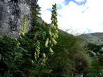 Aconitum lycoctonum 02