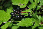 Actaea spicata 04