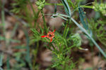 Adonis flammea subsp. flammea 01