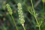 Adonis flammea subsp. flammea 04