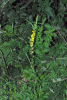 Agrimonia eupatoria eupatoria 01