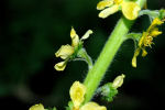 Agrimonia eupatoria eupatoria 03