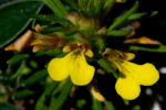 Ajuga chamaepitys subsp. chamaepitys 02