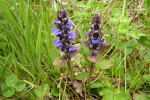 Ajuga reptans 01