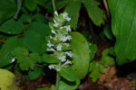 Ajuga reptans 02