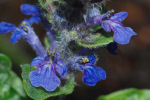 Ajuga reptans 04