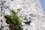 Alchemilla alpina 01