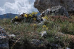 Allium flavum subsp. flavum 01