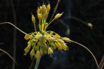 Allium flavum subsp. flavum 02