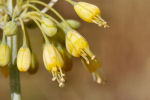 Allium flavum subsp. flavum 03