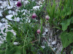 Allium lusitanicum 02