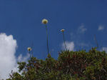 Allium saxatile subsp. tergestinum 02