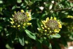 Alyssum alyssoides