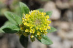 Alyssum campestre subsp. campestre