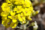 Alyssum montanum subsp. montanum