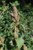 Amaranthus retroflexus