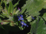 Anchusa azurea