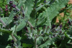 Anchusa ondulata subsp. hybrida