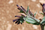 Anchusa ondulata subsp. hybrida