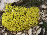 Androsace vitaliana subsp. praetutiana