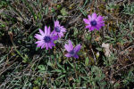 Anemone hortensis subsp. hortensis