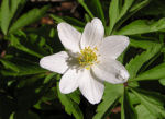 Anemonoides nemorosa