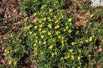 Anemonoides ranunculoides