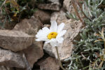 Anthemis cretica