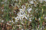 Anthericum liliago