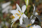 Anthericum liliago