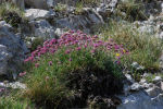 Anthyllis montana subsp. atropurpurea